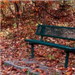 Bench during fall