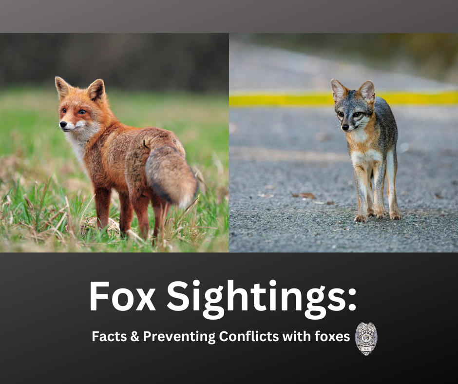 Fox Sightings facts and preventing conflicts with foxes