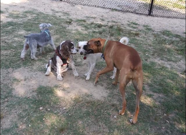 4 Dogs at the Dog Park at Barkdale