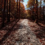 Walking path during fall