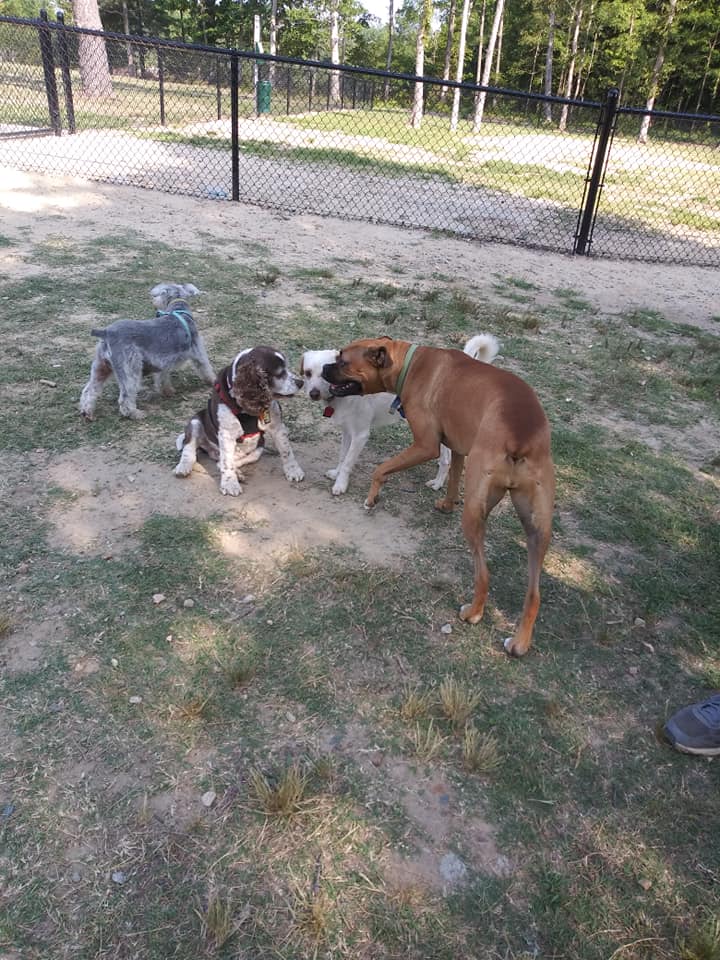 Dog Park