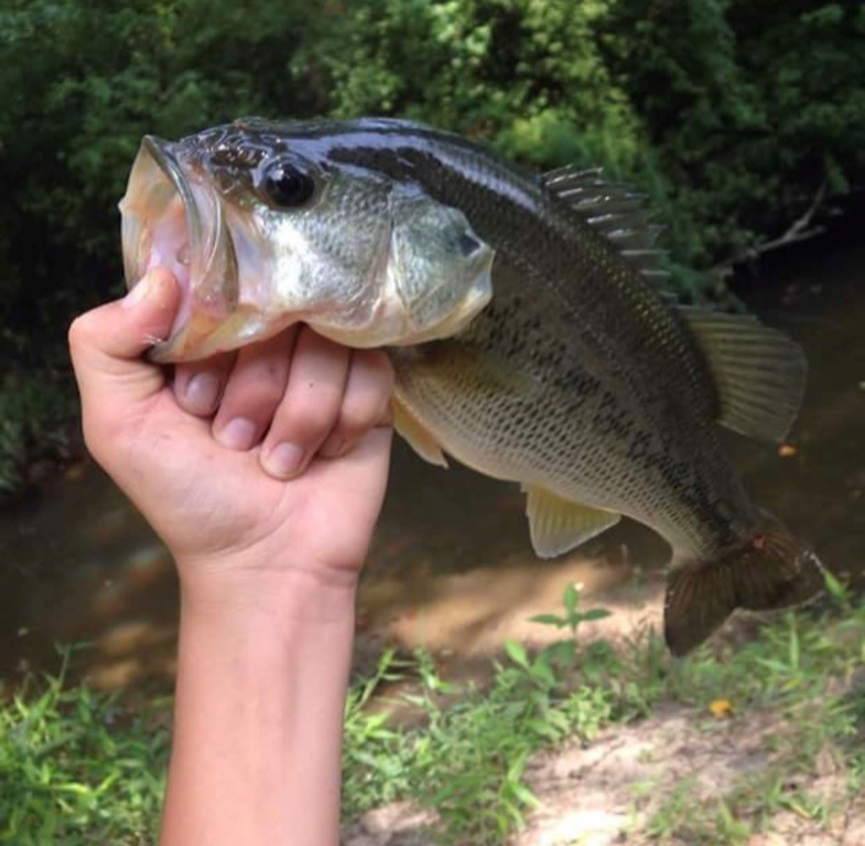 From Impaired Water to Catch and Release at Creekside Park